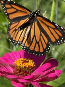 Monarch Butterfly