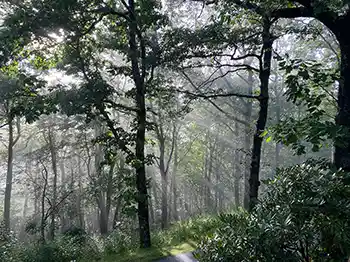 Forest Light