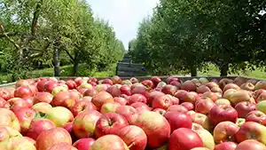 Local, in-season apples